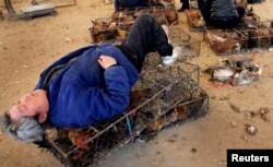 Продавец на "мокром рынке" в китайском городе Нанкин спит на клетке с птицами. Рядом – утки на продажу