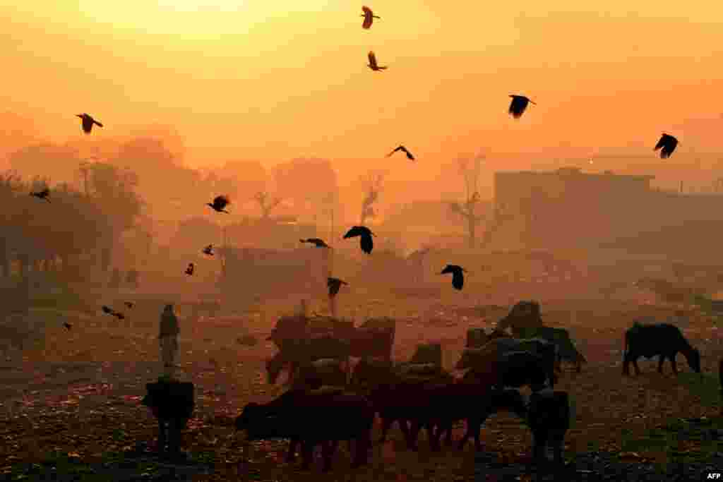 Camışların üstündən uçan quşlar. Lahore, Pakisan (AFP/Arif Ali)