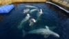 Russia Grapples With 'Whale Jail' Problem As Celebrities Appeal To Putin For Help