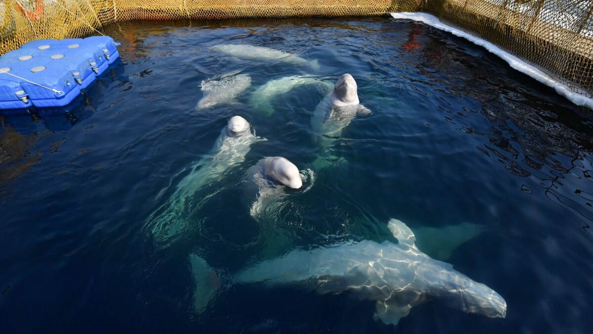 Beluga Death Calls Aquarium's Import Permit into Question