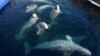Приморье: в океанариуме погибли белухи и дельфины