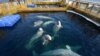 Captive beluga whales swim in a pool in the Russian Pacific region of Primorye.