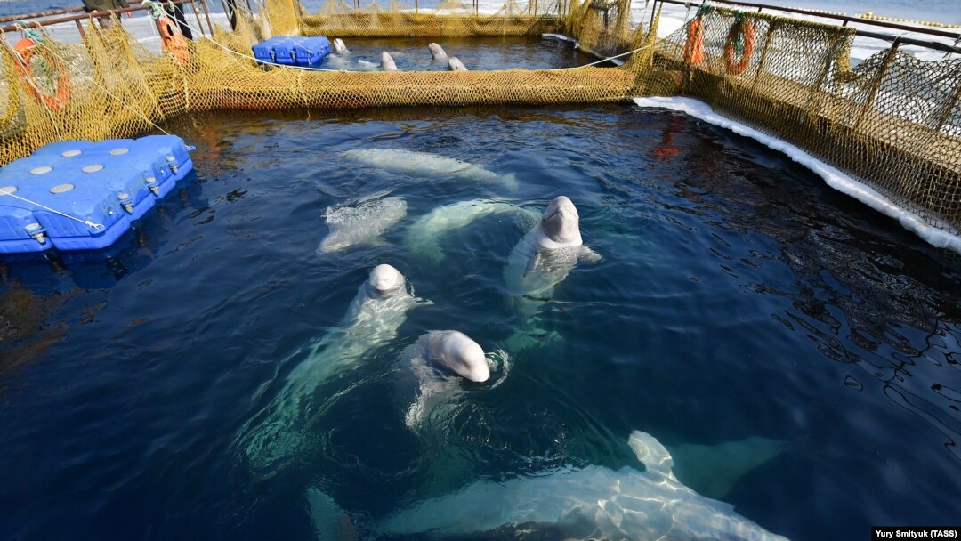 Video Shows Russian Fishermen Rescuing Beached Beluga Whales