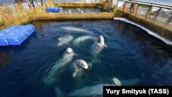 Captive beluga whales swim in a pool in the Russian Pacific region of Primorye.