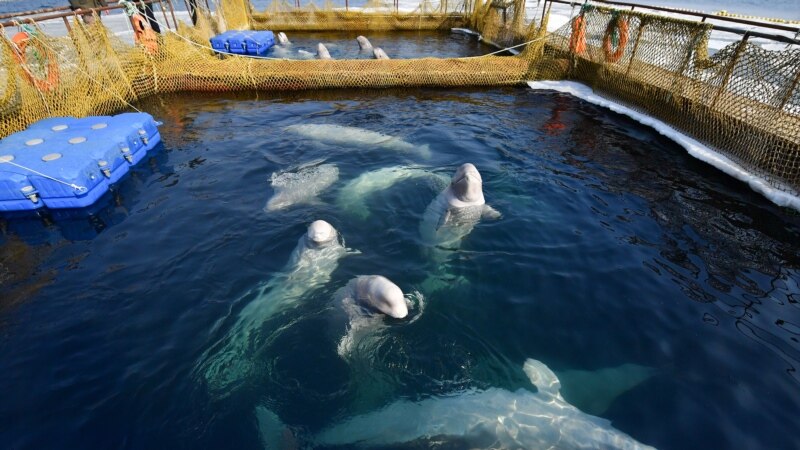 Россия: после заявления Кремля владелец «китовой тюрьмы» согласился выпустить на волю белух и косаток