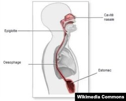 Кызыл өңгөч (латынча аталышы оesophagus, Американын англис тилинде esophagus).