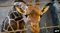 Жираф Мариус, которого застрелили в датском зоопарке и в присутствии посетителей провели вскрытие. Копенгаген, 7 февраля 2014 года.