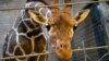 Жираф Мариус, убитый в Копенгагенском зоопарке