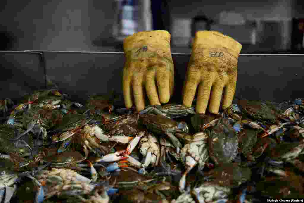 Empty gloves are seen in a tray of Maryland blue crabs at the Maine Avenue Fish Market, the United States&#39; oldest fish market, in continual operation since 1805, in Washington, D.C. (Reuters/Clodagh Kilcoyne)​