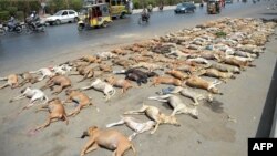 Pakistani commuters drive past a pile of dog carcasses on the road side in Karachi on May 12.