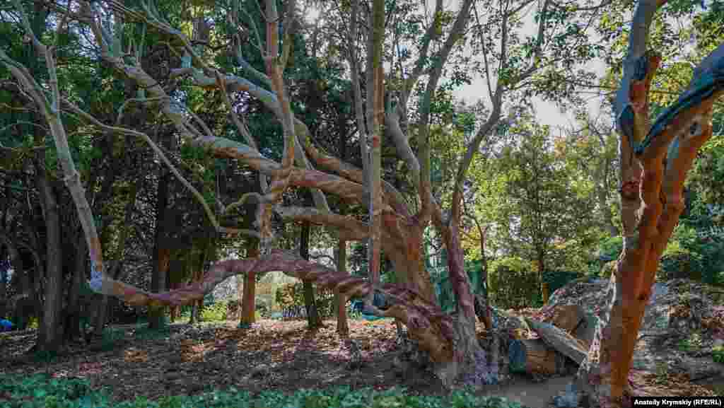 Земляничное дерево в глубине дворцового парка