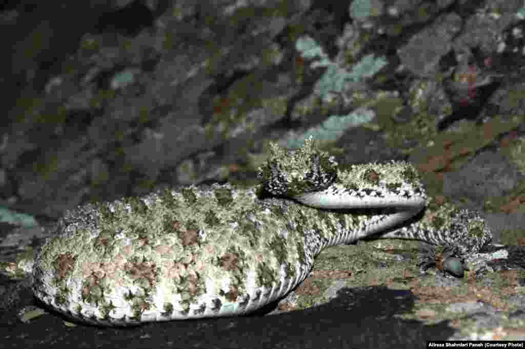  نام علمی: Pseudocerastes urarachnoides Bostanchi, &nbsp;نام فارسی: افعی شاخدار دم عنکبوتی،&nbsp;نام انگليسی: Spider-tailed Horned Viper&nbsp;اندازه:&nbsp;طول کل ۵۳ و طول دم ۵/۵ سانتيمتر،&nbsp;زيستگاه:&nbsp;اين افعی در تپه ها و مناطق مرتفع با بستر آهکی زندگی می کند. پراکندگی در ايران: استان های خوزستان، ايلام و کرمانشاه، این مار سمی است &nbsp; 