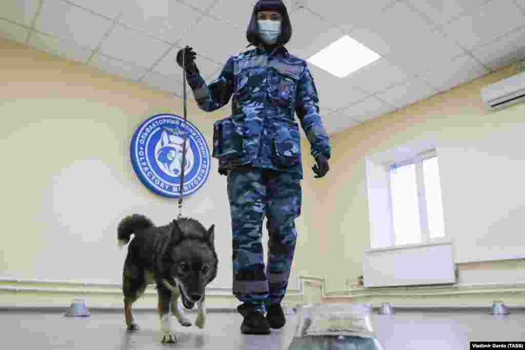 An employee trains a dog at the canine service of Aeroflot at Sheremetyevo International Airport that has started to train service dogs to detect COVID-19 in people. October 2, 2020.