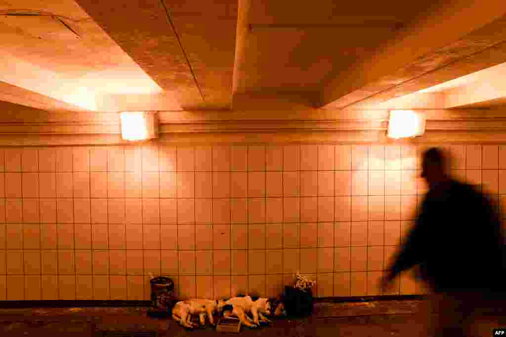 Një njeri kalon pranë disa qenve që po flenë në një nënkalim nëntokësor në Moskë.