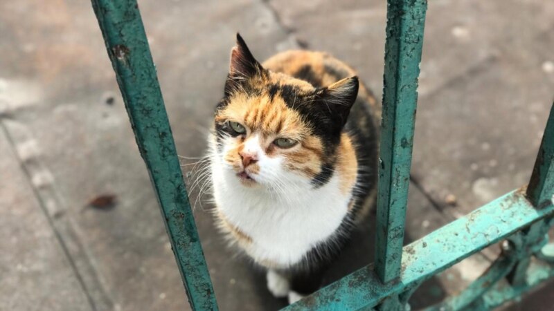 В селе на Западе Крыма ввели карантин из-за бешенства кошки