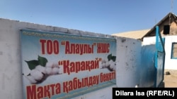 Мақта қабылдау пункті. Түркістан облысы, Жетісай ауданы, 2 қазан 2018 жыл