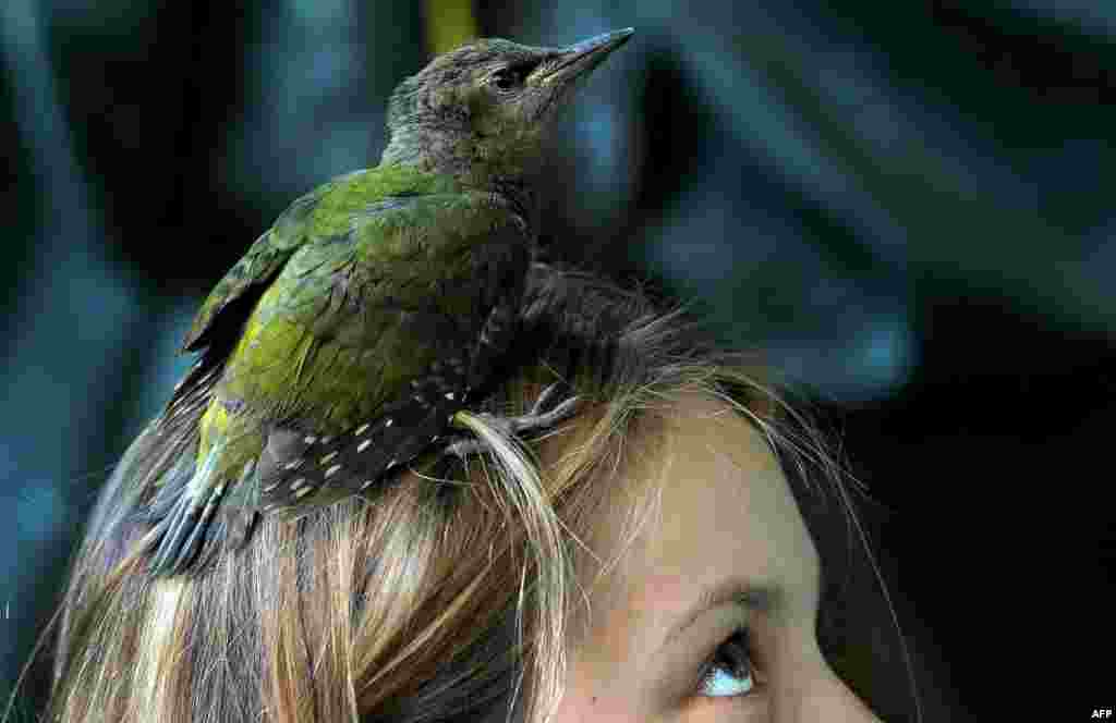 A grey-headed woodpecker chick perches on a girl's head near the village of Vasilyevskoye, some 90 kilometers west of Moscow. (AFP/Sergei Gapon)