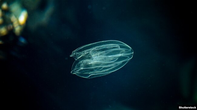 Mnemiopsis leidyi