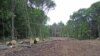 Вирубка лісу в парку імені Горького в Харкові триває