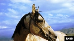 An Akhal-Teke horse