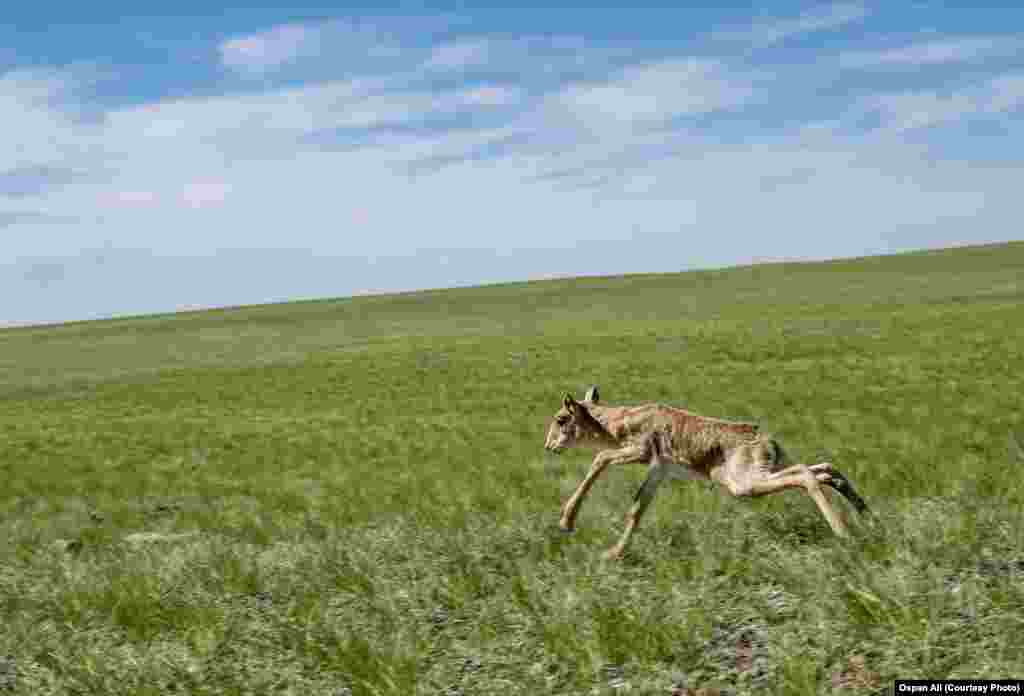 On the night of July 23, another Kazakh ranger was killed. When Kanysh Nurtazinov and a colleague gave chase to a saiga poacher attempting to flee through the darkness, the poacher allegedly shot back at the ranger&rsquo;s car, fatally striking Nurtazinov. The 43-year-old left behind a wife and four children.