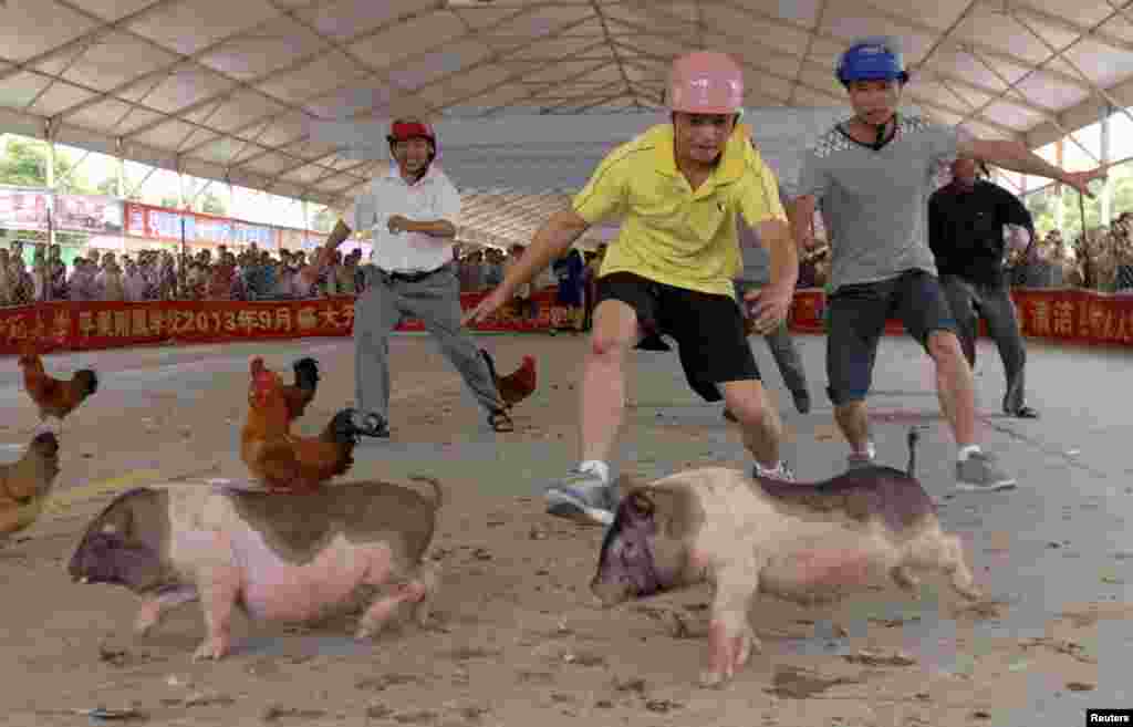 People try to catch pigs and chickens during an event ahead of the Dragon Boat Festival at a tourism fair in China's Guangxi Zhuang Autonomous Region. (Reuters)