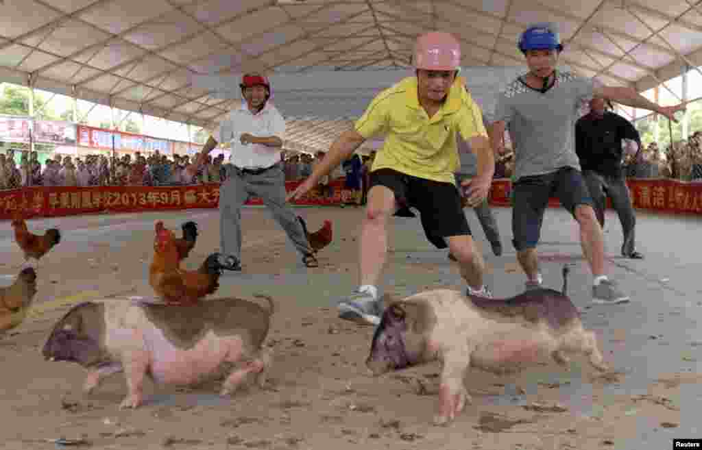 People try to catch pigs and chickens during an event ahead of the Dragon Boat Festival at a tourism fair in China&#39;s Guangxi Zhuang Autonomous Region. (Reuters)