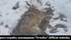 Жертва бродячих собак