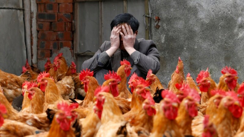 Во Кина регистриран прв случај на птичји грип Х10Н3 кај човек