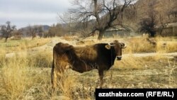 Ahal. Hor düşen mal. Arhiw suraty