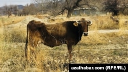 Иллюстративное фото