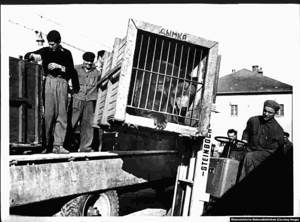 A bear called Smoky being unloaded by workers from the Russian state circus in Vienna in 1958, after the Allies had withdrawn following some deft Austrian diplomacy. One condition for the Soviet departure was for Austria to vow it would never join NATO, a pledge the country has honored.