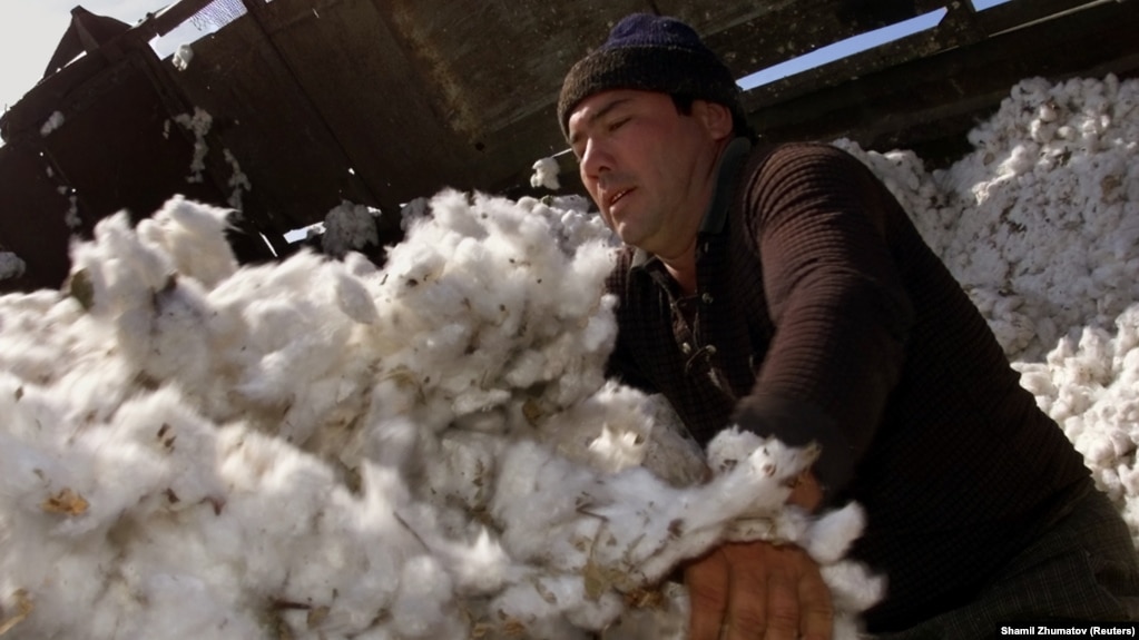 Cotton makes up one-quarter of Uzbekistan's GDP. (file photo)
