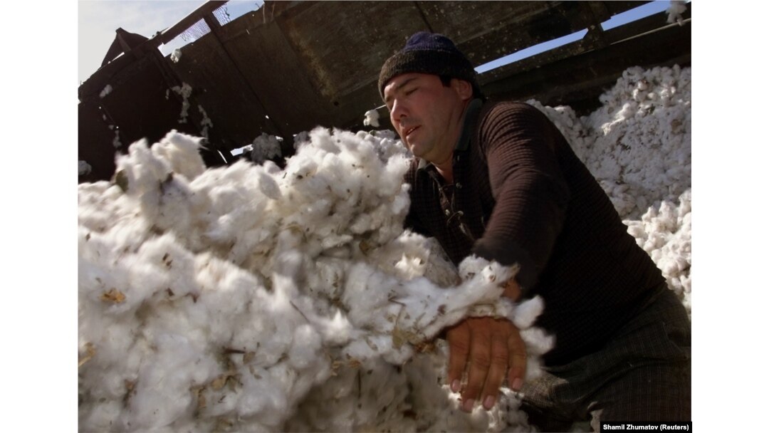 Uzbek State Workers Say They're Still Being Forced To Pick Cotton