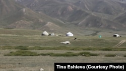 Суусамыр жайлоосундагы алтыгана бадалы