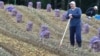 Лукашэнка капае бульбу на сваім участку ў Драздах. 2017 год