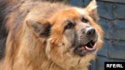 A Russian dog-owner has been given a year in jail because his dog inadvertently shot a man dead. 