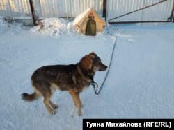 Собачий приют в Якутске
