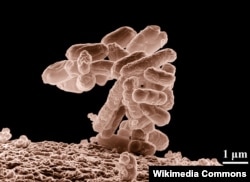 Escherichia coli бактериясынын чоңойтулган сүрөтү.
