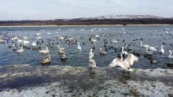 Лебеді на озері у заповеднику «Клебан Бик», що на Донеччині. Лютий 2020 року