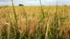 Рисовое поле, Туркменистан 