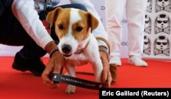 На фото пес на ім'я Опіум символічно «приймає» премію Palm Dog Award («Пальмовий пес») Каннського кінофестивалю від імені українського пса-сапера Патрона, якого нагородили цією премією