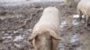 Armenia -- Pigs in a village, undated.