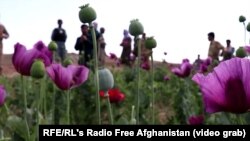 Полиња со афион во Авганистан 