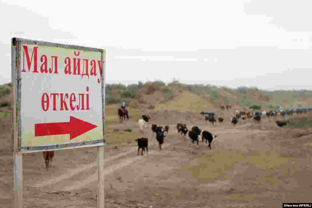 Переход для&nbsp;крупного рогатого скота вдоль дороги недалеко от Шардаринского водохранилища.