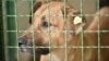 Куче во кафез во стационар „Вардариште“