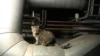 Кот в подвале Эрмитажа (архивное фото) 