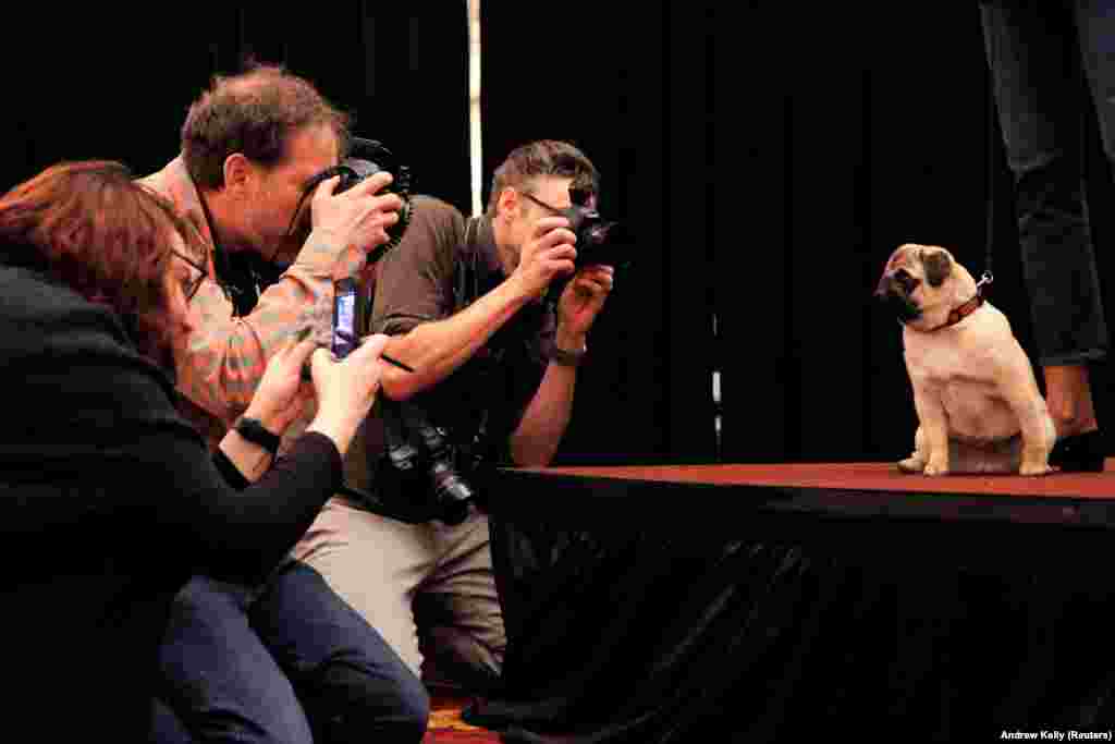 Photographers descend on Sid the pug at a media preview event for the Westminster Kennel Club Dog Show in New York City. (Reuters/Andrew Kelly)