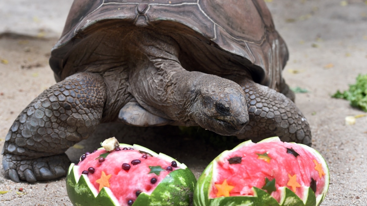 Что едят Галапагосские черепахи
