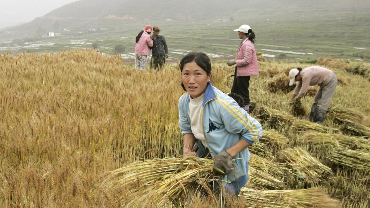 Японская пшеничная. Земледелие в Северной Корее. Сельскохозяйство Китая. Сельское хозяйство кита. Поля пшеницы Китай.